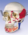 Classic Skull with Opened Lower Jaw, painted, 3 part